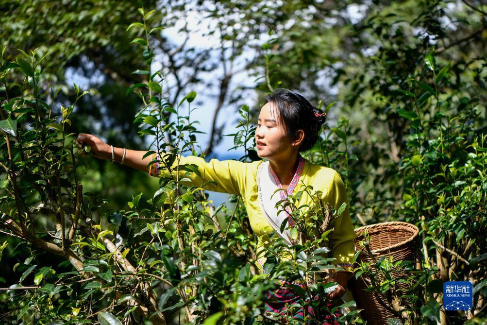 摇钱树捕鱼app下载